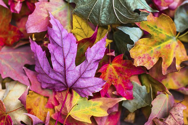 Veranstaltungen für einen perfekten Herbst in der historischen Altstadt